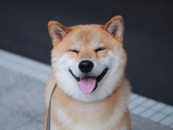 幸福 寵物 攝影 ：遇見 微笑 柴犬 Maru 醬