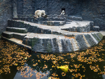 《白熊計劃》攝影師羅晟文專訪：「我不是在拍北極熊，而是你我忽略的動權問題」