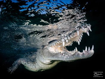 勇闖古巴拍下野生美洲鱷，台灣攝影師獲索尼世界攝影大獎國家獎首獎
