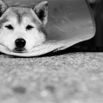 84c86a3abcc35cfb3dc94fa2dc15b84b