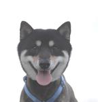 40537aa34f6168c125c7d262fab43c63