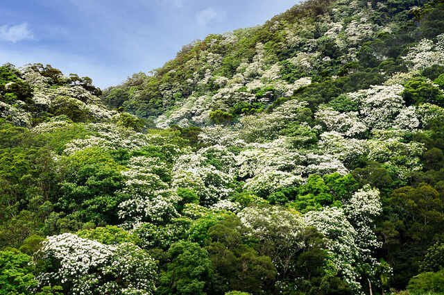 每年春夏交替之際，便可見油桐花盛開在台灣北部的山林之間，像雪一樣染白山頭，十分壯觀。