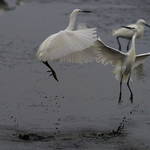 E2acedc5b7f22ec003a6f48aaf3b3e9a