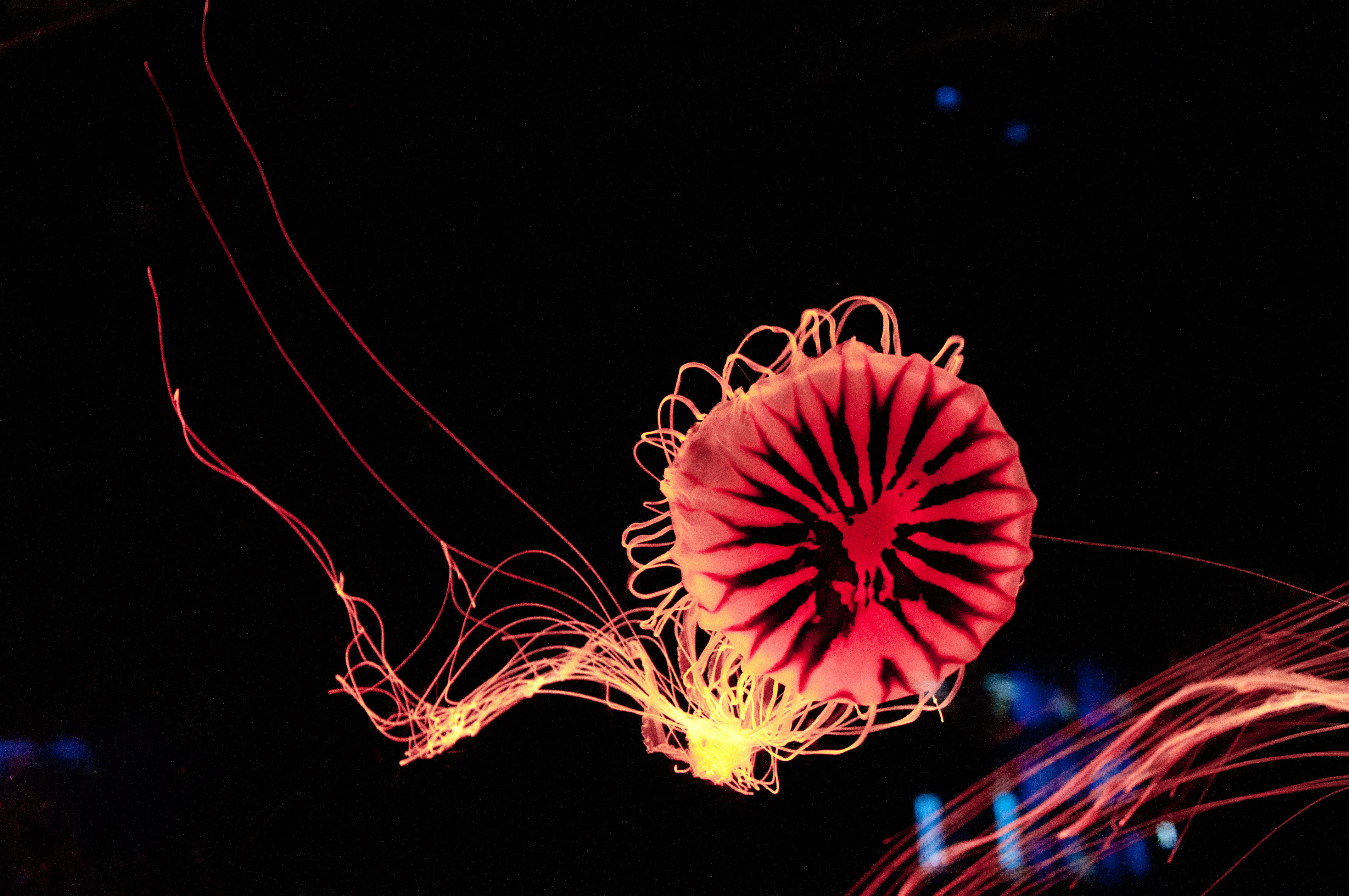 日本荧光水母图片