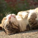 06958fc95b9bd14057762b46ceb8da2f