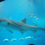 1b4fa944731bf5cdf6d084335f4edcc9