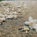 C0c8f013deac1506f1cb54fc2630f4a3