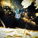 1ce038425da9133a8d0b95634d7b0958