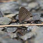 1a1fe3fa15cf0b43a0c04f798c035a22