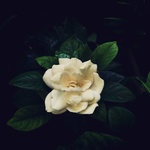 826e95ad9ad9a6e9e6366fca4e0b5b90