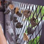 Cc217c6b637e2aab261303021a0f0b6d