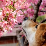 Cd7e9a90bcf8f24bf08507d22b8c6c80