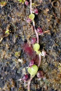 平溪山上的小型食蟲植物圓葉挖耳草