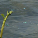 A93d5724a319c7bc2272a7789ab2a176