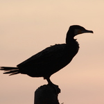 5e036db9bff8b3f411a3b9d58e25af79