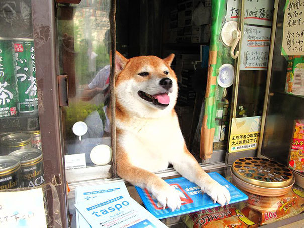 萌指數破表！？ 東京雜貨店的招牌柴犬Shiba 君| DIGIPHOTO